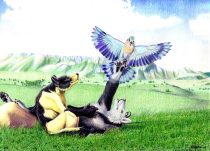 lakota_small.jpg by Hannah Spute (Ahkahna)