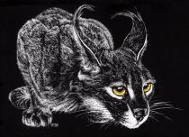 caracal_.jpg by Modryd Faulkner (Fangs)