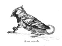 pasmus.gif by Karen J. Cravens (Silver)