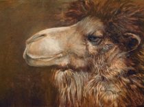 camelmeditation.jpg by Ursula Vernon