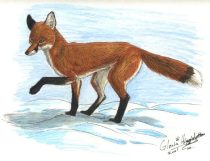 foxsnow.jpg by Gloria Higginbottom (Twap, Snitter)