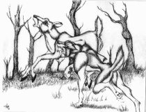 hunt.jpg by Margaret Petrie (Nduli)