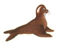 sealbrwn.jpg by Cindy Cabrera (Shai)