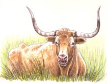 longhorn.jpg by Megan Giles (SpaceCat)