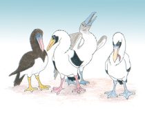 boobies4.jpg by Julie Thompson (Alaska Kat, Denali)