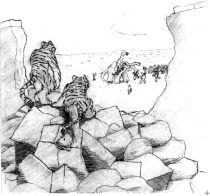 wtigers3.jpg by Arthur Pearson (Picklejuice)