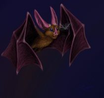 battiebattiebat.jpg by Laura Westrate (Cricket)