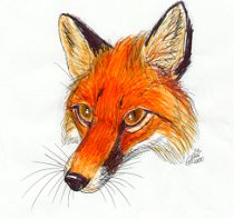 mrkrfox.jpg by Gloria Higginbottom (Twap, Snitter)