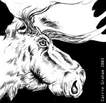 moosehead.jpg by Carrie Graham (Velvet)