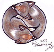 coyotes.jpg by Erin Middendorf (Dingbat)