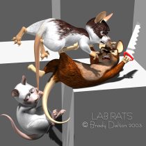 labrats.jpg by Brady Dalton