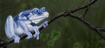 ufrogjay.jpg by Ursula Vernon