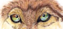 wolfeyes.jpg by Audrey Walker (KrazyKlaws, WolfDreamer)