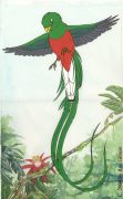 quetzal.jpg by Roz Gibson