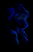 blue.jpg by Kris Hoffman (Nightwolf)