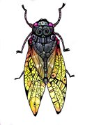 cicadabg.jpg by Kelly Peters (Terzy, Sabine)