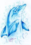 dolphin1_1.jpg by Caroline Muchmore (Little Serval)