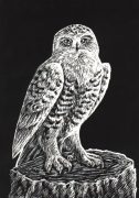 owlbw.jpg by Mary Ames Murphy (Alicorn, Aurinona)