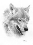 wolfportrait_mark.jpg by Therese Larsson (Ailah)