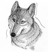 wolfink1.jpg by Gloria Higginbottom (Twap, Snitter)