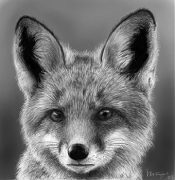 fox300.jpg by Hollie Taylor (Hollietree, Tsia)