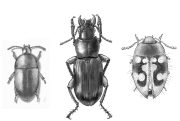 beetles3.gif by Ainsley Seago