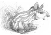 tapirsm.jpg by Claire Hummel (Shoom'lah)