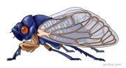 cicada-adult-web.jpg by Sue P.